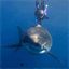 oceansweb.net