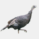 sewickleysportsmen.com