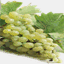 knipp-weingut.de