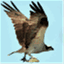 kaijaybird.wordpress.com