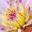 aneeshapics.wordpress.com