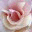 fragrantgrace.net