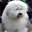 bobtaildog.com
