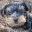chesterthedog.wordpress.com