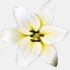 chrisfleurs.ch