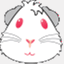 wheekingcavy.wordpress.com