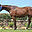 memoryshillstables.com
