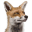 kuechenfuchs.ch