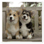 corgigifs.com