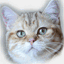 lafeicat.com