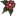mcauliffesvalleynursery.com