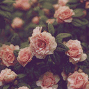 flowers.tumblr.com