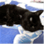 ringothecat.wordpress.com