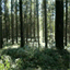 lesviesdansent.over-blog.com