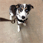 thisismydogsface.com