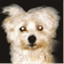 whisperingfritz.wordpress.com