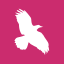 ravenflash.com