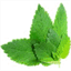 mintjuleps.com