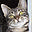 projectcat.org