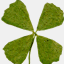 clover212.com