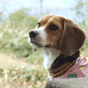 beagle.webk2.net