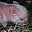 perfectlypigs.com