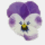 ladypansy.com