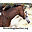horsesbugsbeetles.org