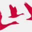 flockofgooses.com