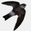 swiftlet.net