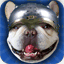 frenchiequest.com