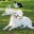 borzois.wordpress.com