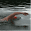 swimsequence.wordpress.com
