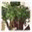 fantasycattrees.com