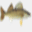 statefishrecords.com