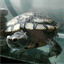 inspiredturtle.com