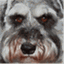 scrapydodog.wordpress.com