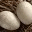 fromthehatchery.wordpress.com