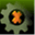 digidion.pl