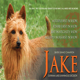 dunhamlakeaustralianterriers.com