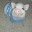duncanthepig.wordpress.com