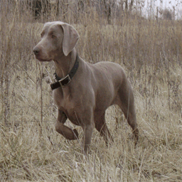 palimarweims.com