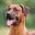rhodesianridgebackfabayo.wordpress.com