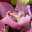 bloomngrow.wordpress.com