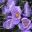 bluecrocus.wordpress.com