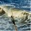 seashellbytheseashore.wordpress.com