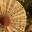 neupanejasmine.wordpress.com