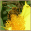 beehivebarn.com