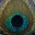 peacockmaths.wordpress.com