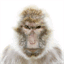 simian.co.nz
